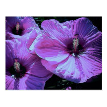 Purple Flowers Post Cards