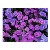 Purple Flowers Post Cards