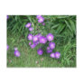 Purple Flowers Postcard