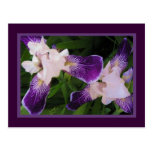 Purple Flowers PostCard
