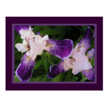 Purple Flowers PostCard