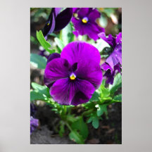 Purple Flowers Posters