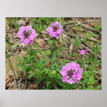 Purple Flowers Print