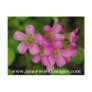 Purple Flowers Saba Post Card