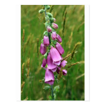 Purple foxglove wildflowers postcards