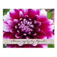 Purple Fuschia dahlia rsvp Post Card
