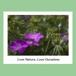 Purple garden flowers postcards