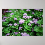 Purple Garden Posters