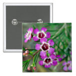 Purple Geraldton Wax flowers and buds Pinback Buttons