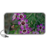 Purple Geraldton Wax flowers and buds Mini Speaker