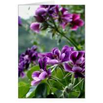 Purple Geranium Card