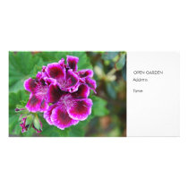 Purple geranium