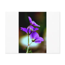 Purple Geranium Post Cards