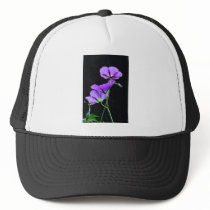 Purple Geraniums on Black Hats