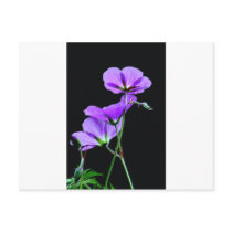 Purple Geraniums on Black Postcard