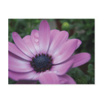 Purple Gerbera Daisy Flower Waterdrops Postcard