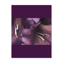 Purple Gladiola, Floral Photography, Postcard Temp