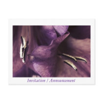 Purple Gladiola, Floral, Postcard Template
