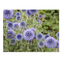 Purple Globe Thistles in a Swiss Garden Postcard