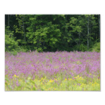 Purple Glory 1 of 9 - 10x8 Photograph Print