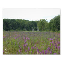 Purple Glory 5 of 9 - 10x8 Photograph Print