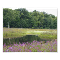 Purple Glory 6 of 9 - 10x8 Photograph Print