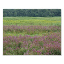 Purple Glory 7 of 9 - 10x8 Photograph Print