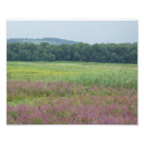 Purple Glory 8 of 9 - 10x8 Photographic Print