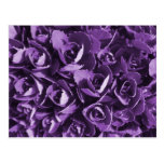 Purple Glory Postcards