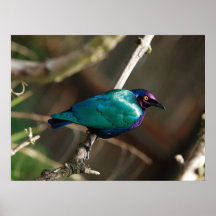 Purple Glossy Starling Print