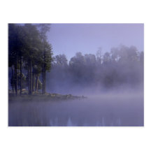 Purple Haze-Postcard!