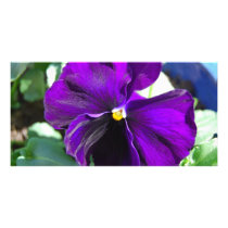 Purple Heaven Picture Card