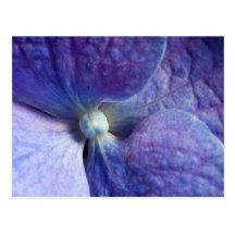 Purple Hydrangea Event And Wedding Announcement Post Card