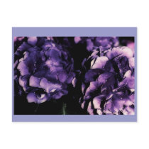 Purple Hydrangea floral, variety templates Post Cards
