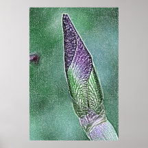 Purple iris bud canvas print