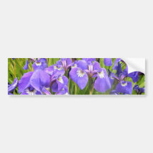 Purple Iris Bumper Stickers