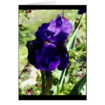 Purple Iris Cards