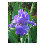 Purple iris cards