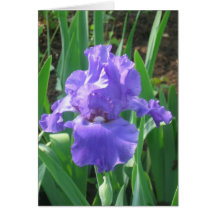 Purple iris cards