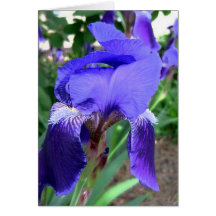 Purple Iris Delight Cards