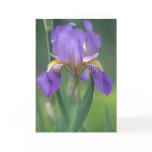 Purple Iris Flower Card