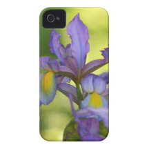 Purple Iris flower iPhone 4 Cover