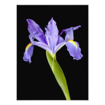 Purple iris flower on black photo