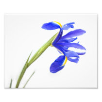 Purple Iris Flower Art Photo