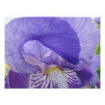 Purple Iris Flower Photography art prints Floral photography