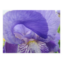 Purple Iris Flower Photography art prints Floral