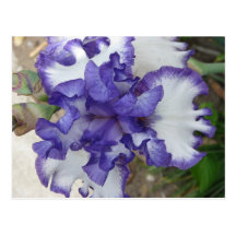purple iris flower postcard