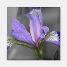 Purple Iris Fridge Magnet