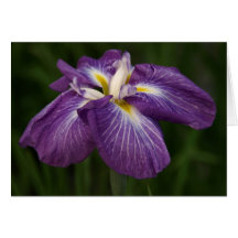 Purple Iris Greeting Card