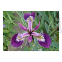 Purple Iris Greeting Card